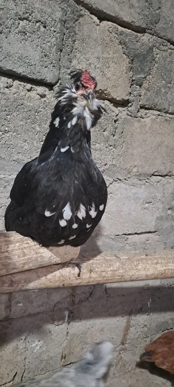 گلین|حیوانات مزرعه|اصفهان, درب کوشک|دیوار