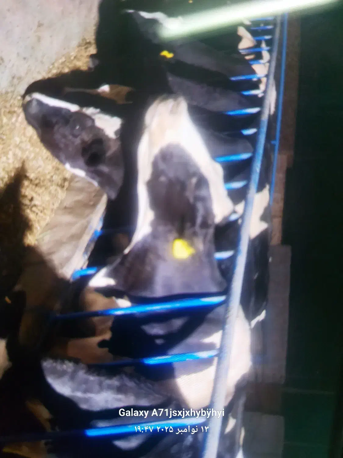 کارگر گاوداری|استخدام صنعتی، فنی، مهندسی|اسلامیه, |دیوار