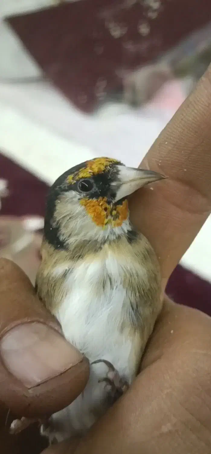 سهره زاغ|پرنده|شیراز, ابیوردی|دیوار