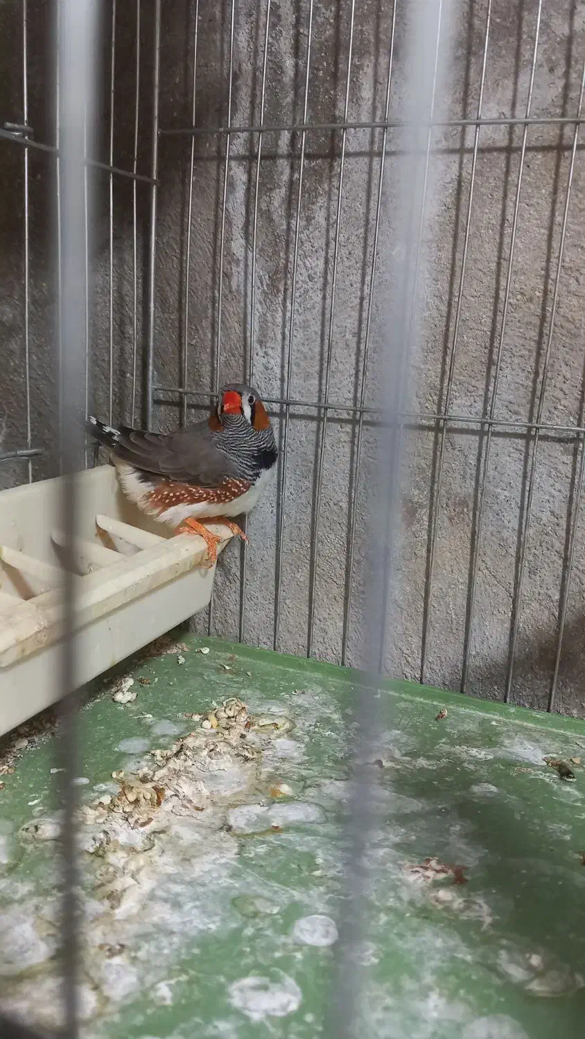 فروش فنج نر|پرنده|محمدیه-قزوین, |دیوار