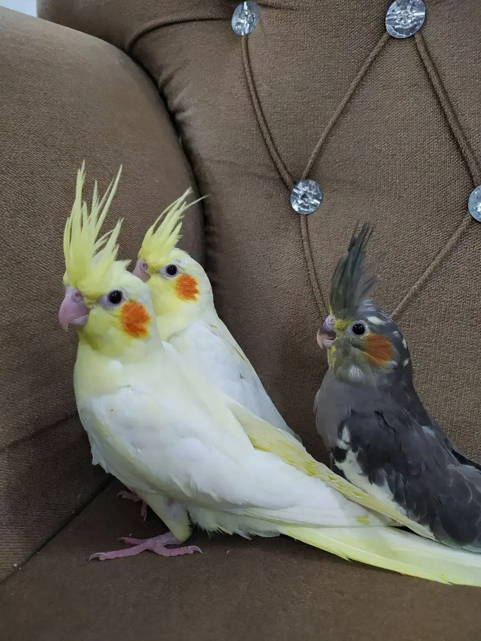 عروس هلندی|پرنده|تربت‌حیدریه, شهدا|دیوار