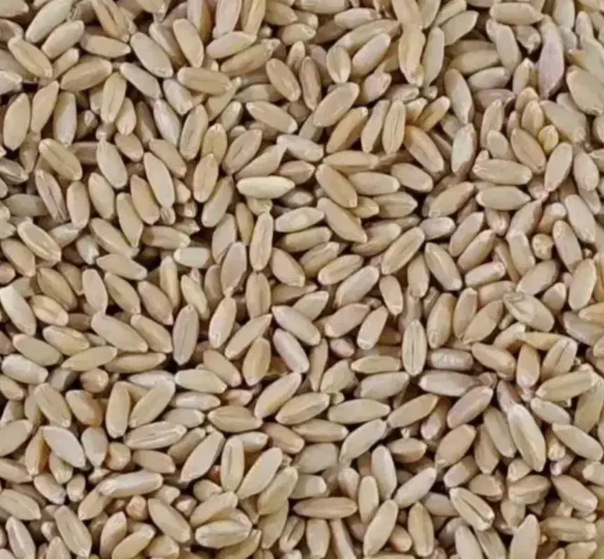 گندوم دیم|عمده‌فروشی|الیگودرز, |دیوار