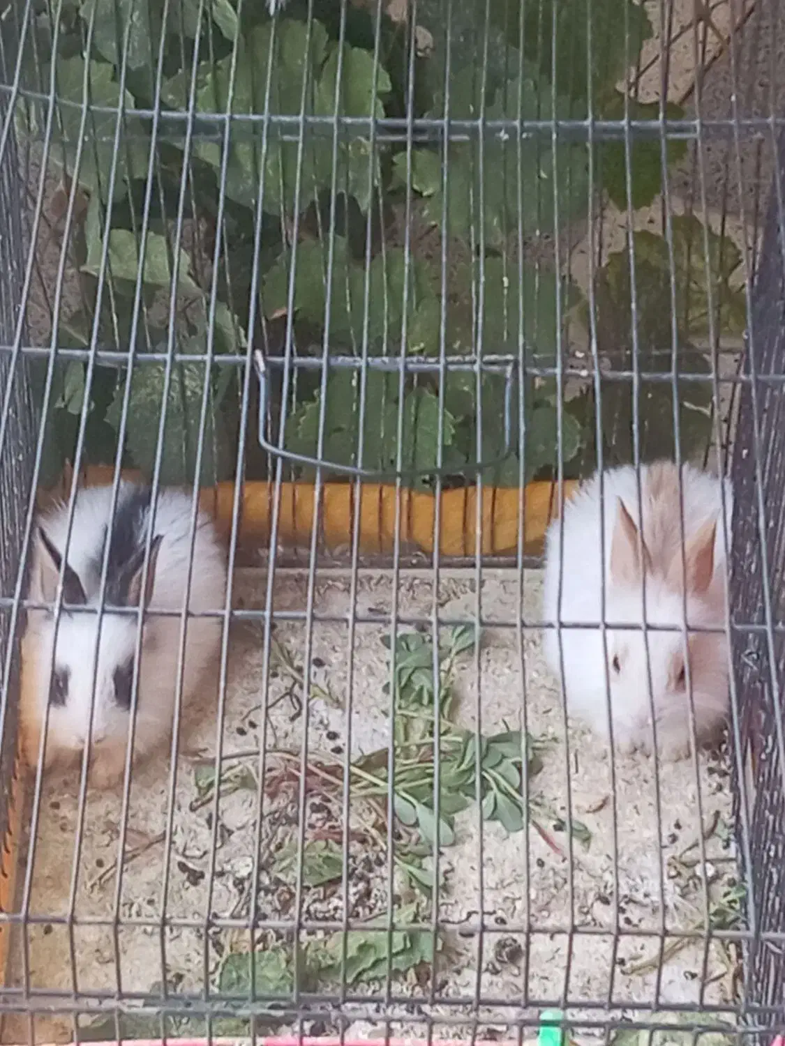 بچه خرگوش ناز|موش و خرگوش|کاشمر, |دیوار