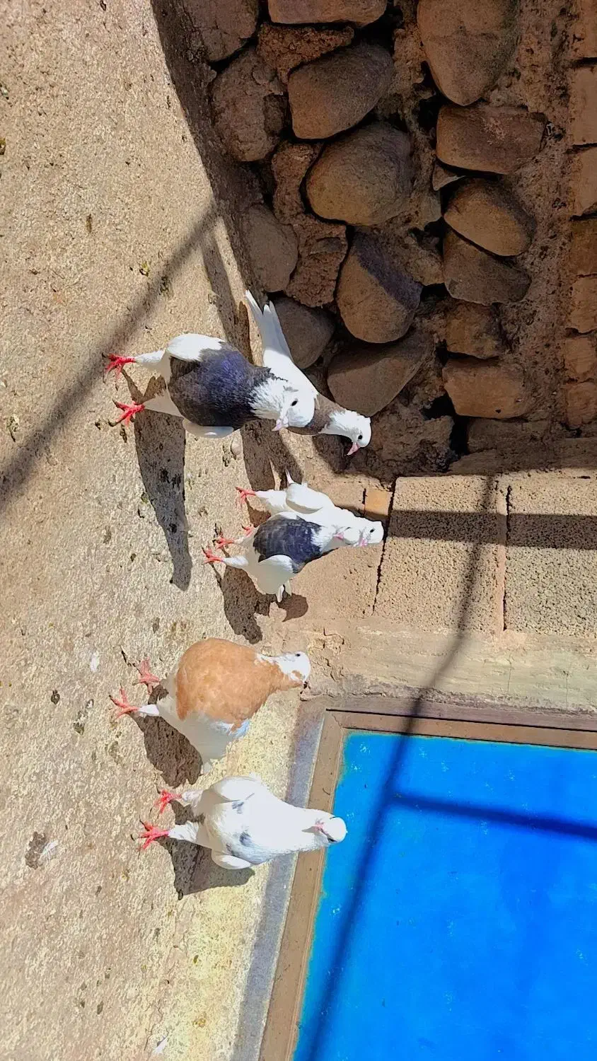 کبوتر طوقی|پرنده|تبریز, |دیوار