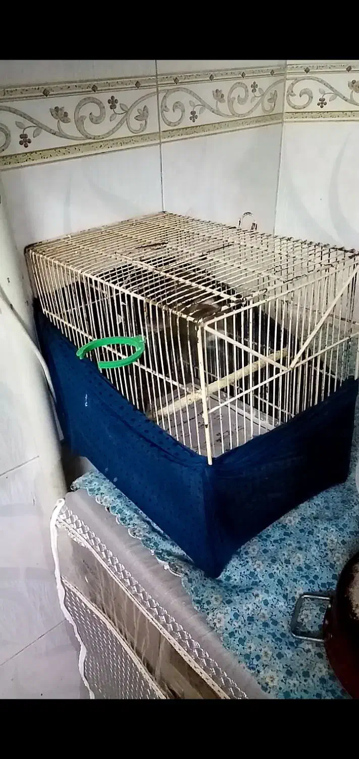 سهره نر|پرنده|ماهدشت, |دیوار