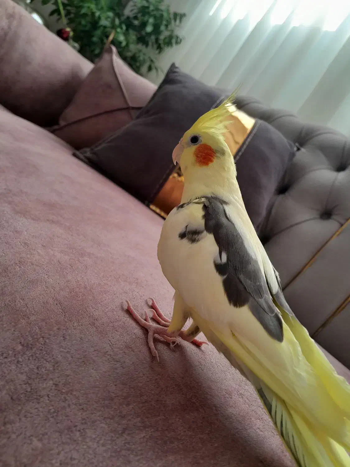 عروس هلندی دستی|پرنده|آران و بیدگل, |دیوار