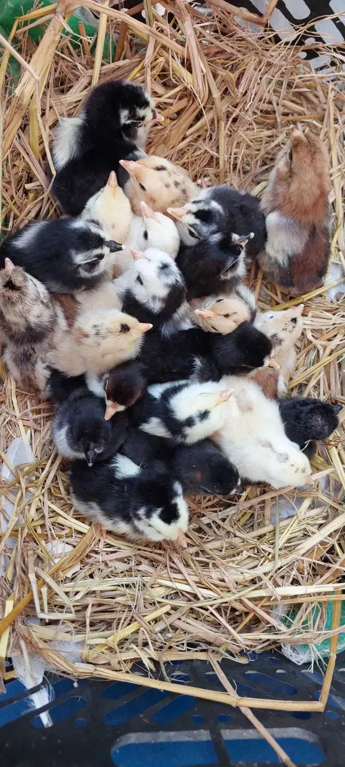 تخم نطفه دار گلین|حیوانات مزرعه|بابکان, |دیوار