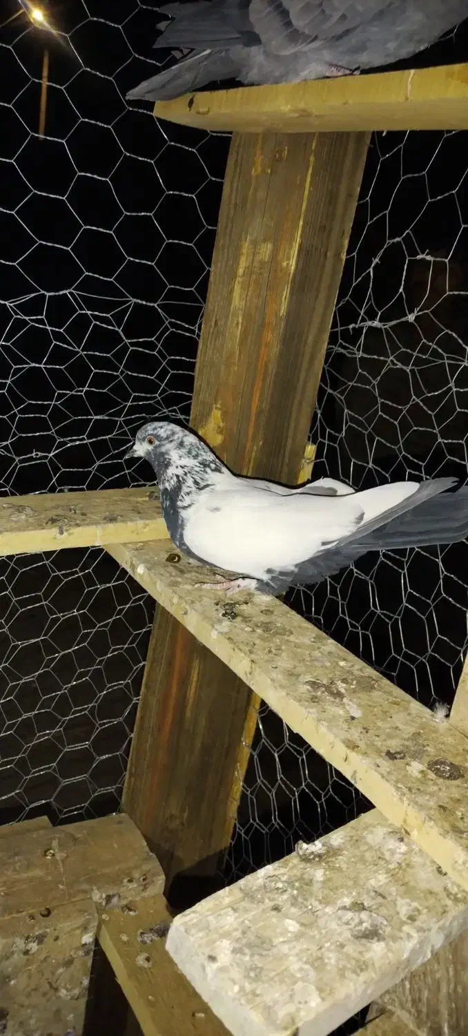 کبوترپرشی|پرنده|میلاجرد, |دیوار