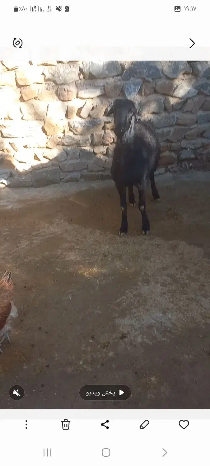 شیشک|حیوانات مزرعه|بروجرد, |دیوار