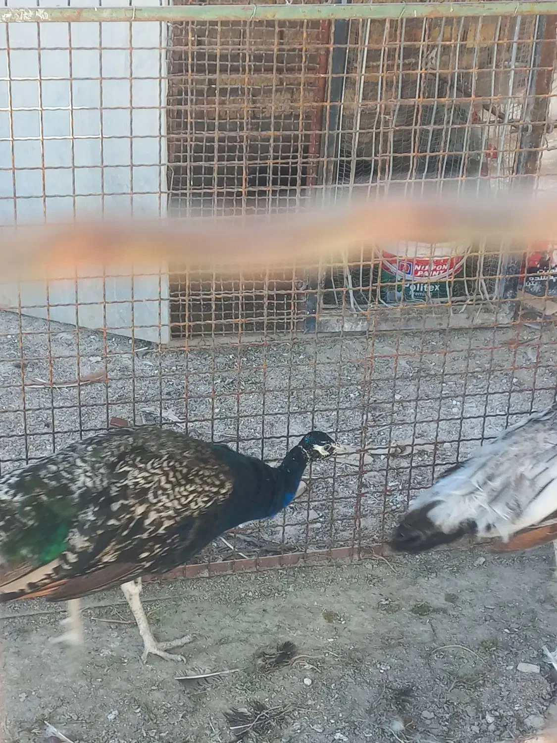 طاووس|پرنده|کاشان, فین بزرگ|دیوار