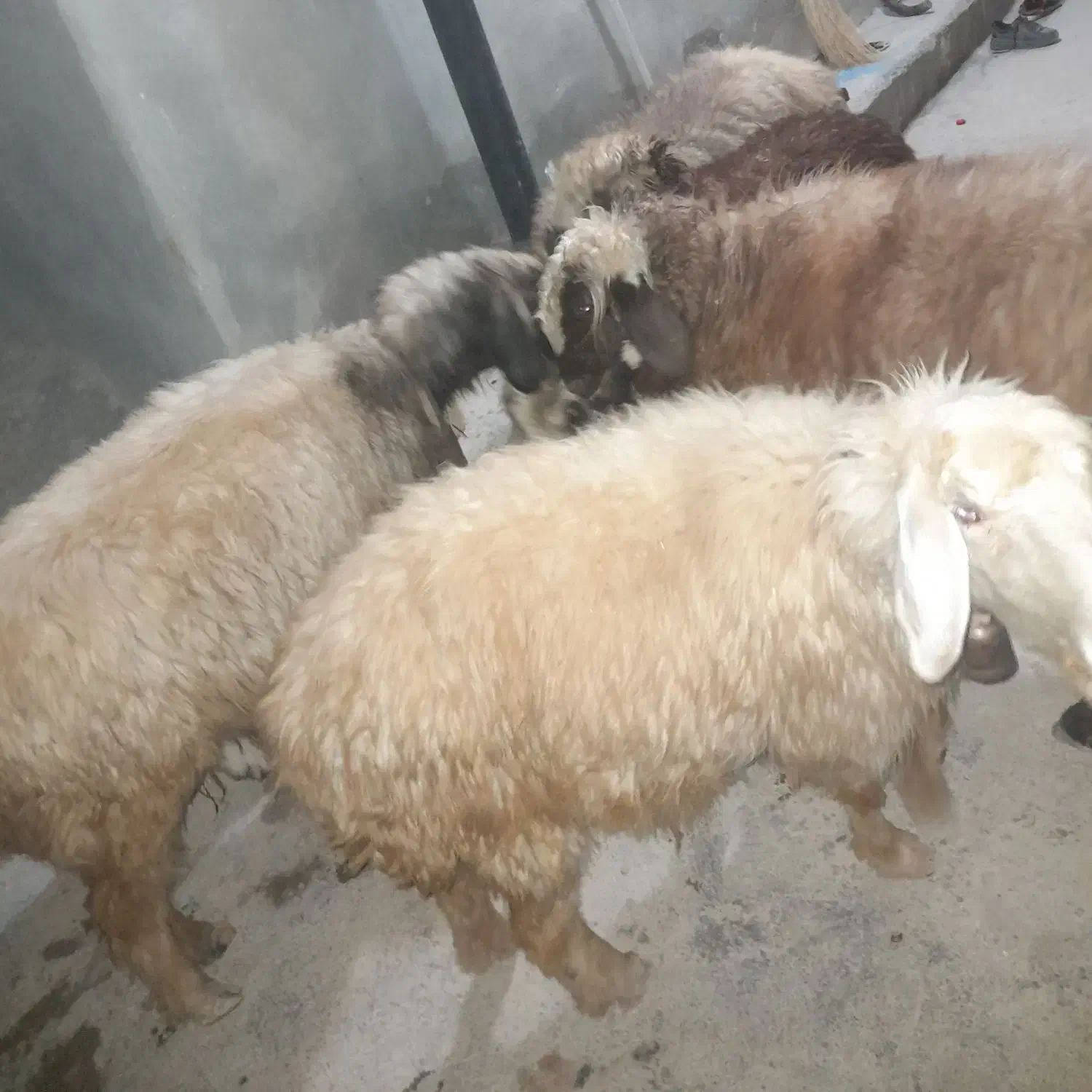 میش|حیوانات مزرعه|چاروسا, |دیوار