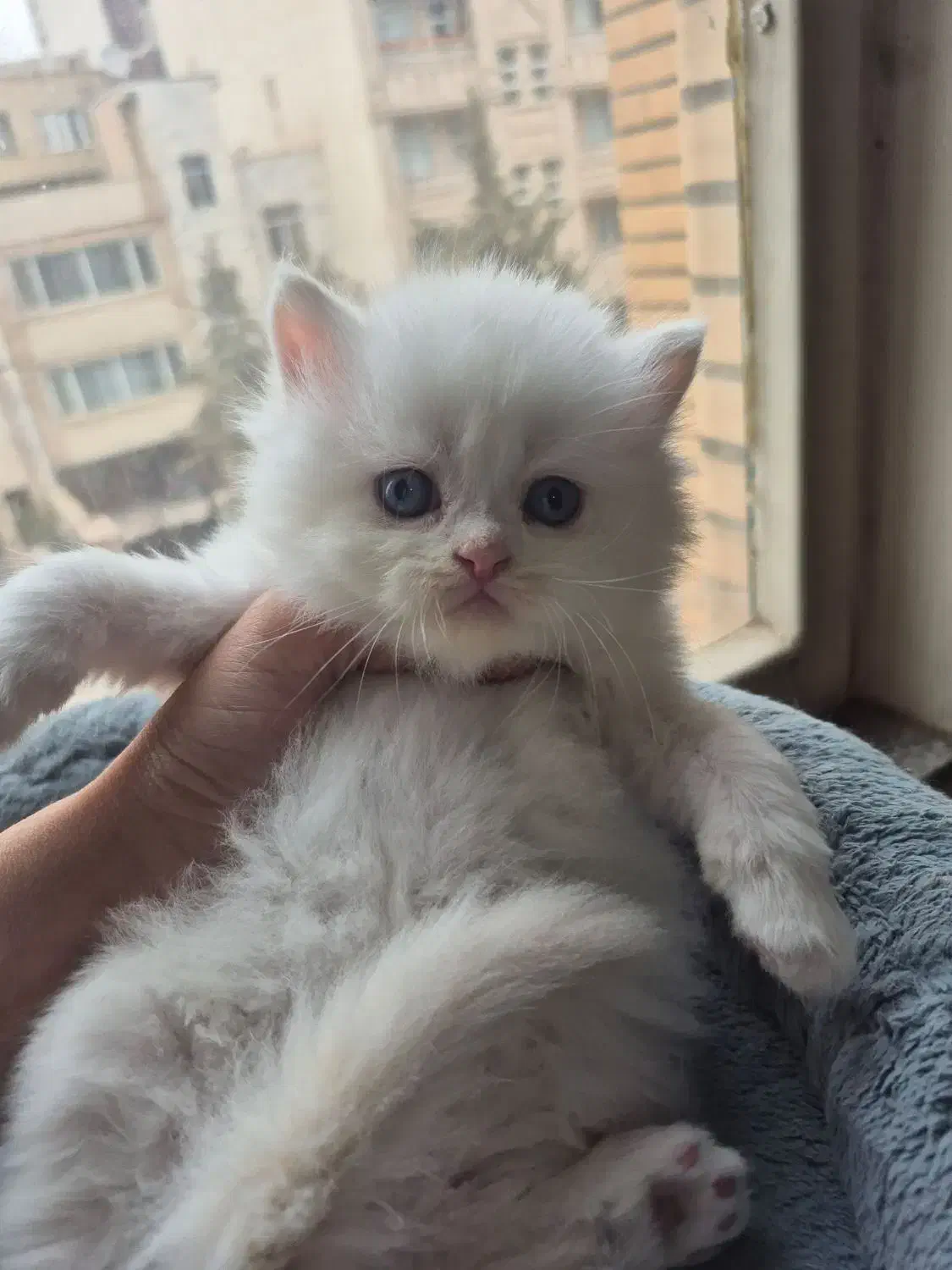 گربه اسکاتیش بریتیش|گربه|کرج, اتحاد|دیوار