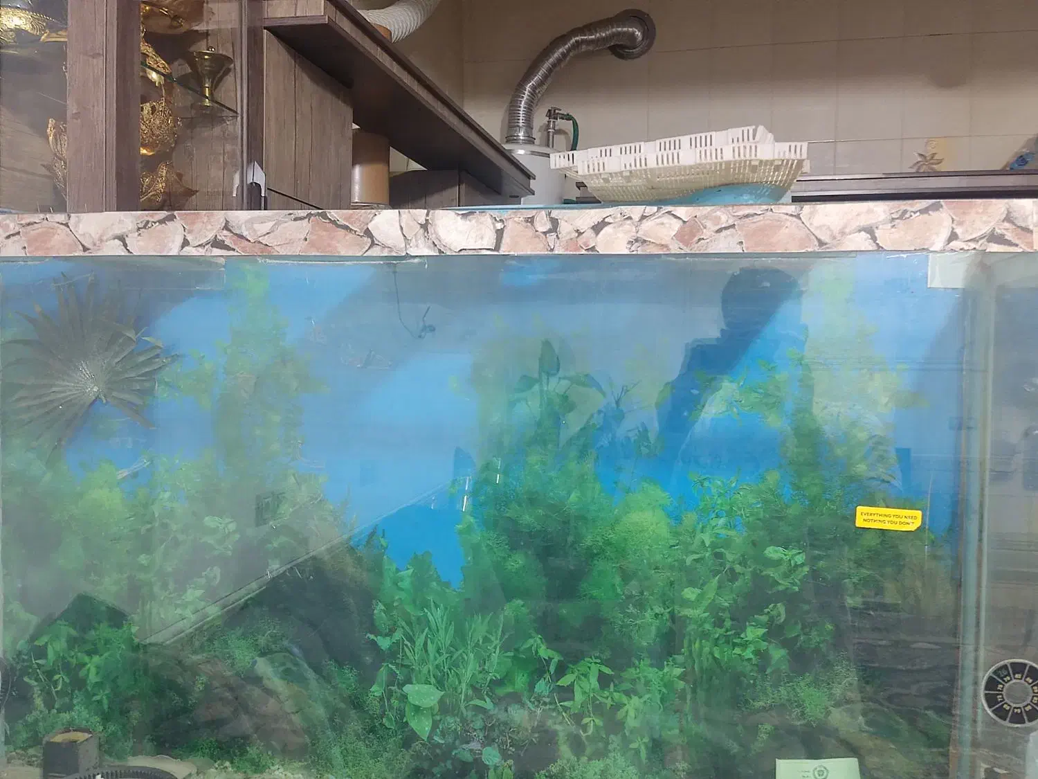 شیشه آکواریوم|ماهی|مرودشت, استادیوم‎|دیوار