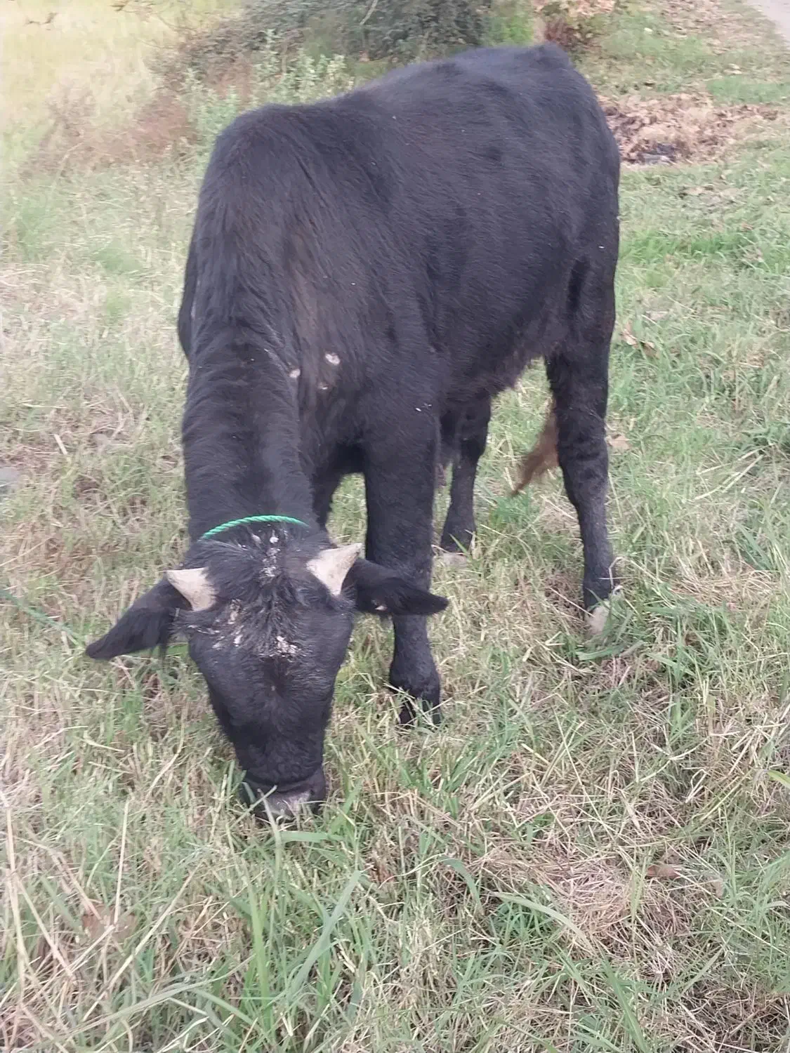 دوراس گوساله نر استثنایی سیمینتال و دورگ چالوسی|حیوانات مزرعه|کوچصفهان, |دیوار