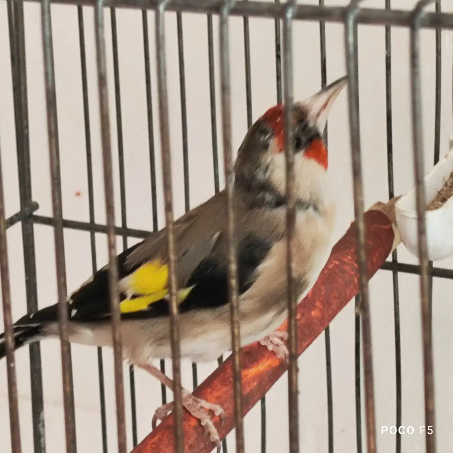 ماده سهره کار داده|پرنده|شیراز, شاپورجان|دیوار