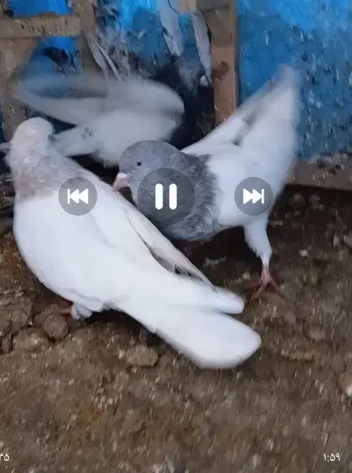 انگشترکبوتر قشنگ|بدلیجات|بجنورد, |دیوار