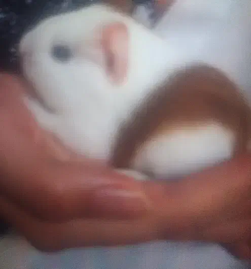 خوکچه هندی|موش و خرگوش|کرمان, |دیوار