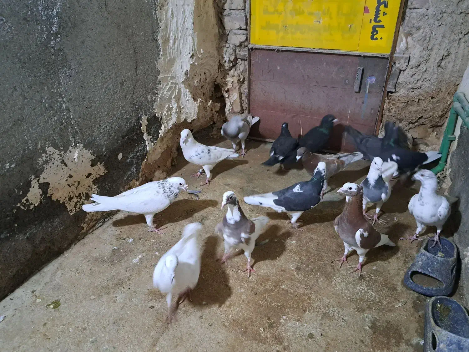 کبوتر|پرنده|جوین, |دیوار