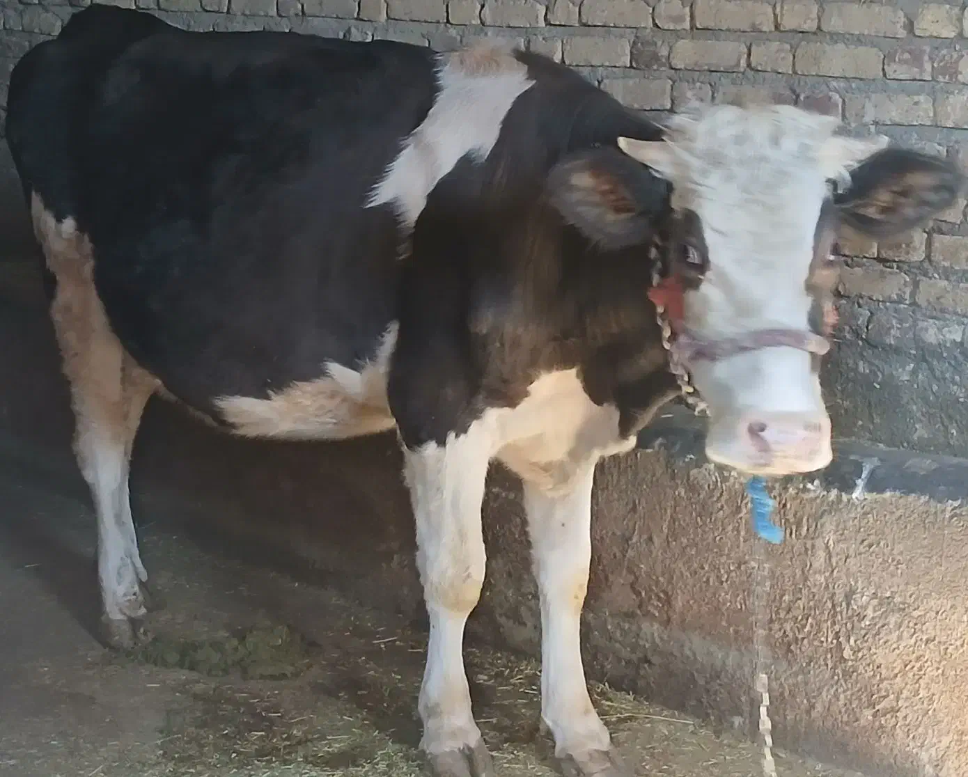 دو راس گاو ابستن جوان|حیوانات مزرعه|باوله, |دیوار