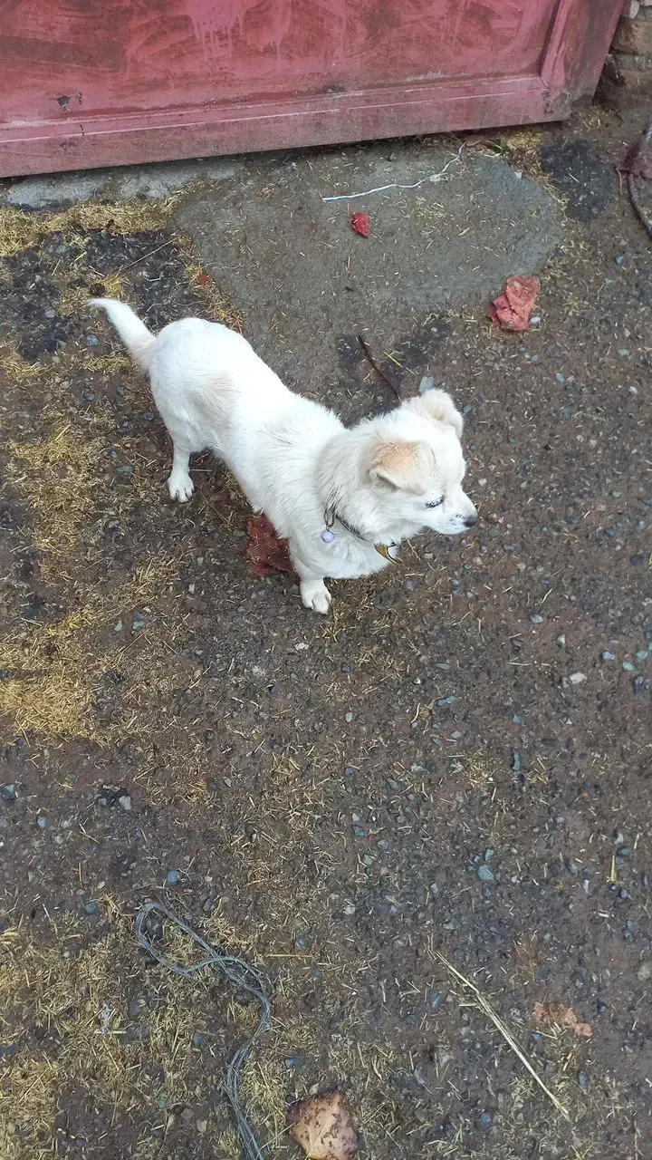 گمشده|حیوانات|اهر, |دیوار