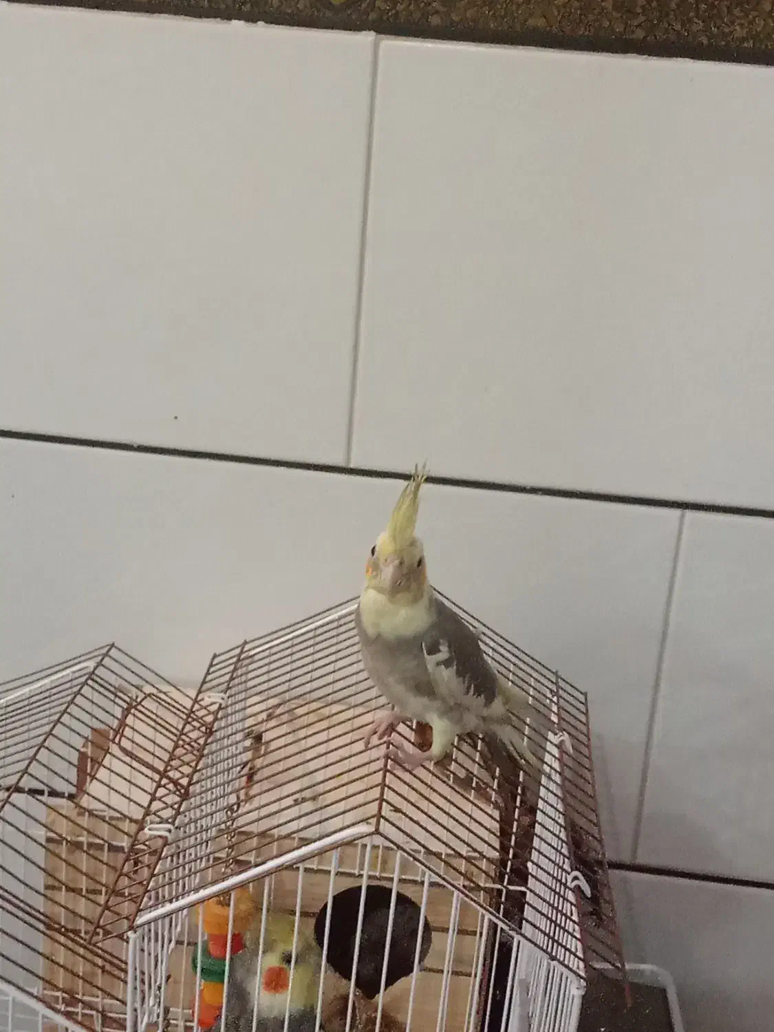 عروس هلندی|پرنده|گرمسار, |دیوار