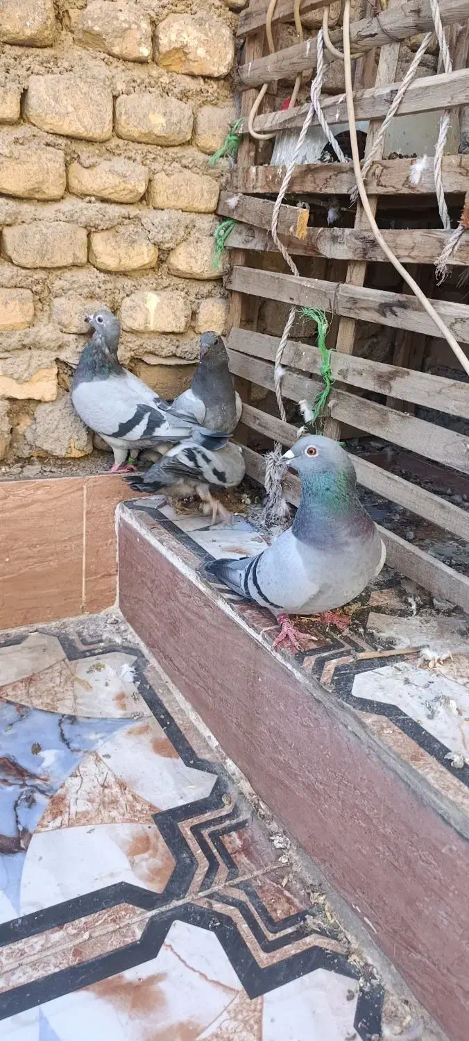 پلاکی|پرنده|خرمشهر, |دیوار