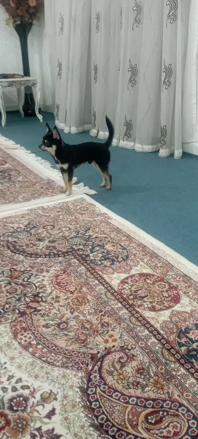 سگ خیلی سایزه ریز|سگ|اهواز, کیانپارس |دیوار