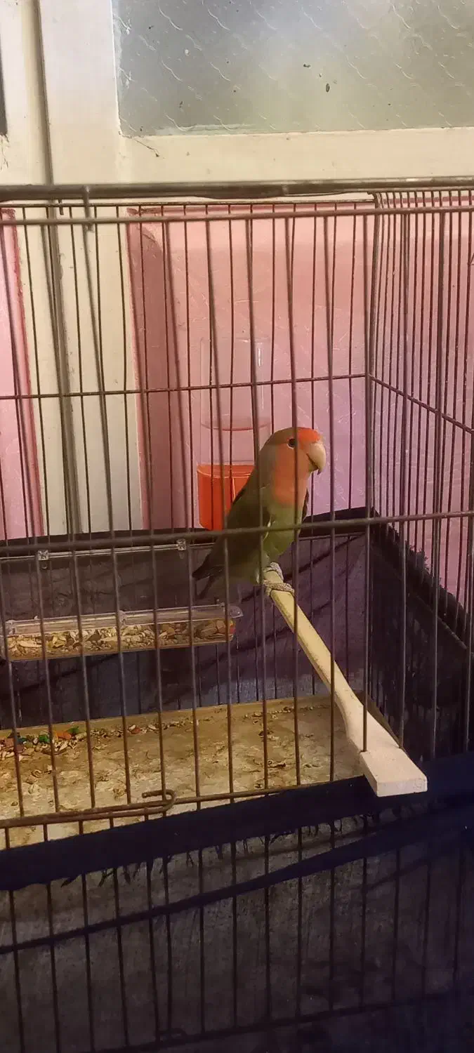 برزیلی طوطی|پرنده|شوشتر, |دیوار