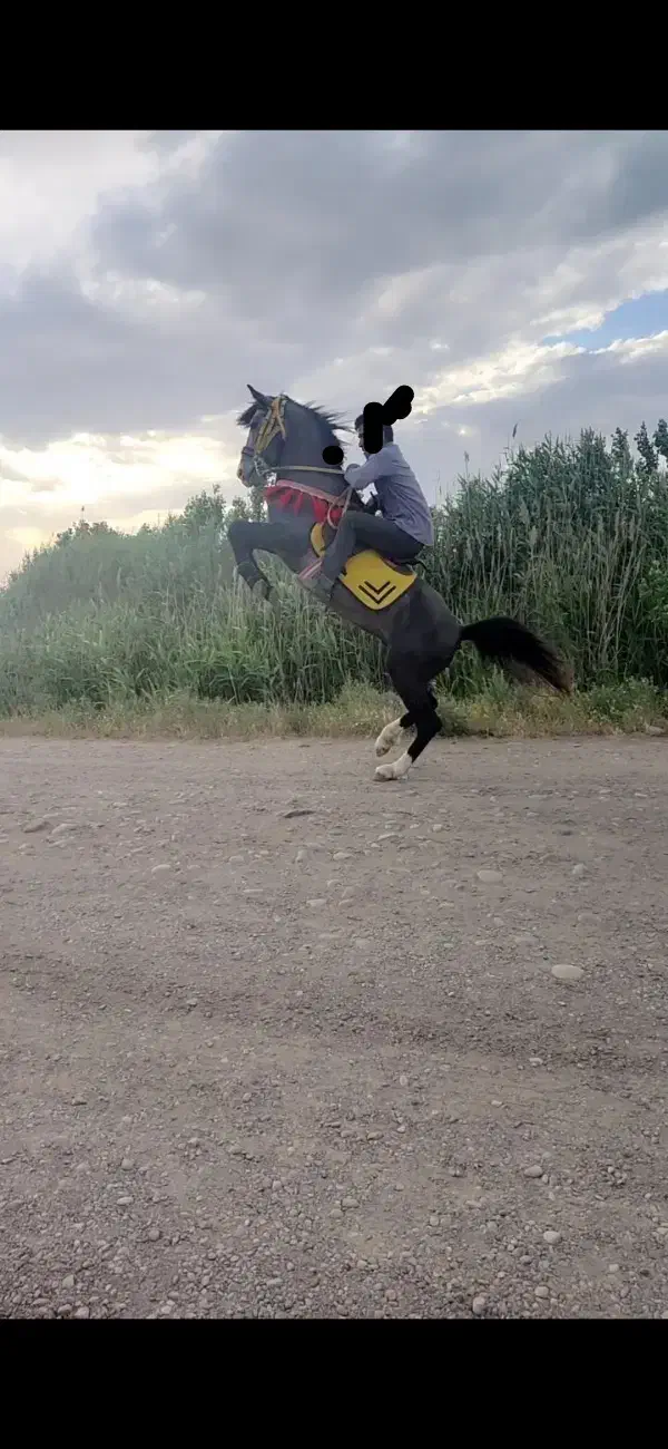 اسب گمشده|اسب و تجهیزات اسب‌سواری|اسلام آباد, |دیوار