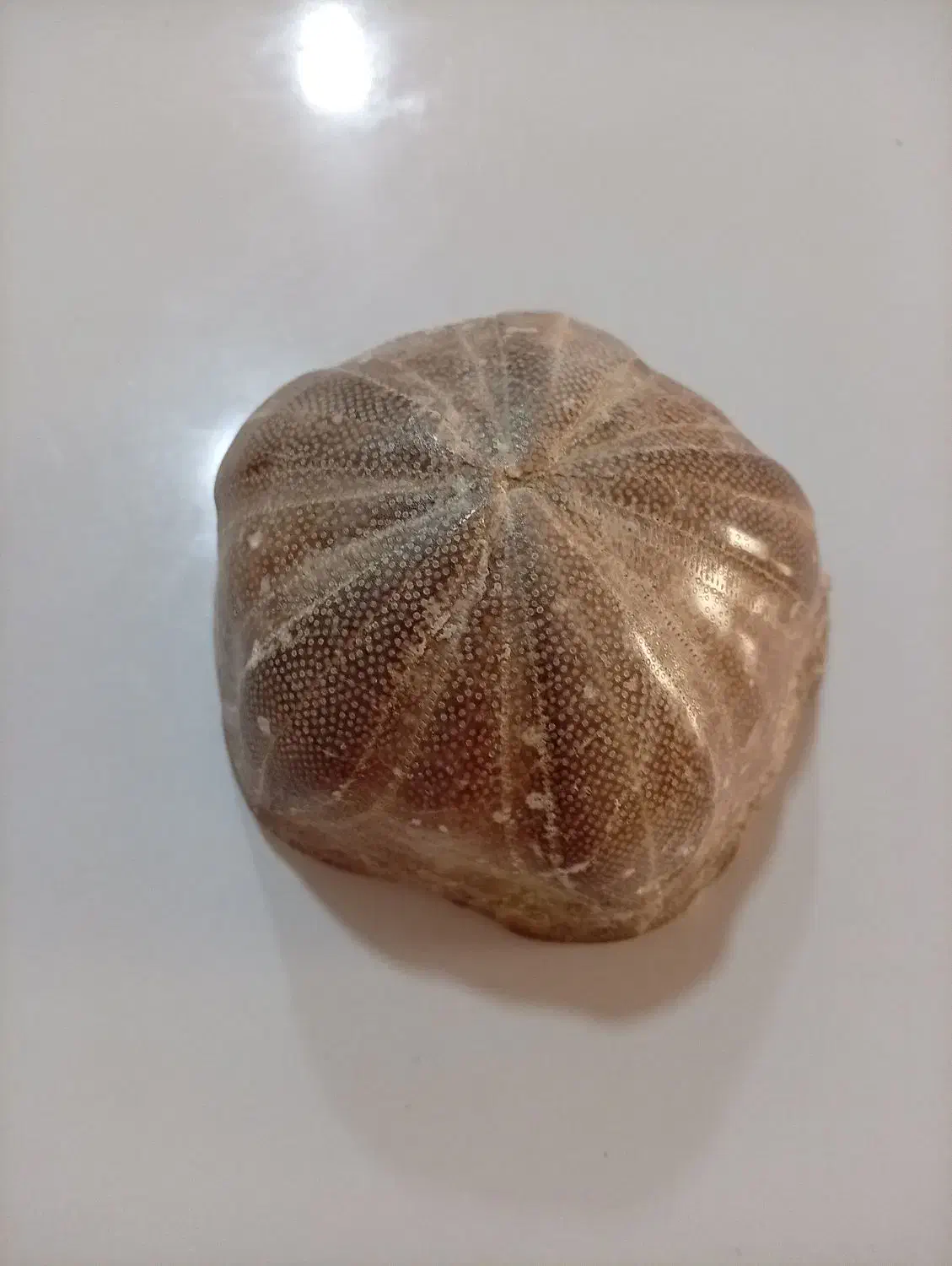 سنگ|کلکسیون اشیاء عتیقه|بندر کنگان, |دیوار