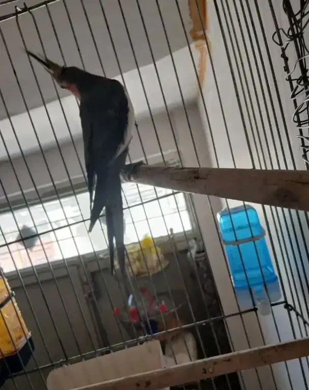 عروس هلندی نر سینامون کار بالغ مست|پرنده|قم, دروازه ری|دیوار