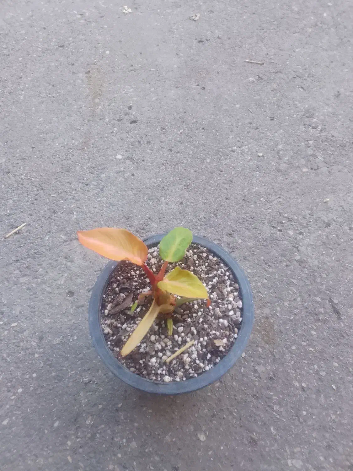 آبگل نما|گل و گیاه طبیعی|قائم‌شهر, |دیوار