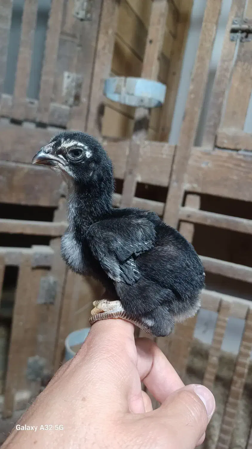 تخم لاری|حیوانات مزرعه|رشت, یخسازی|دیوار