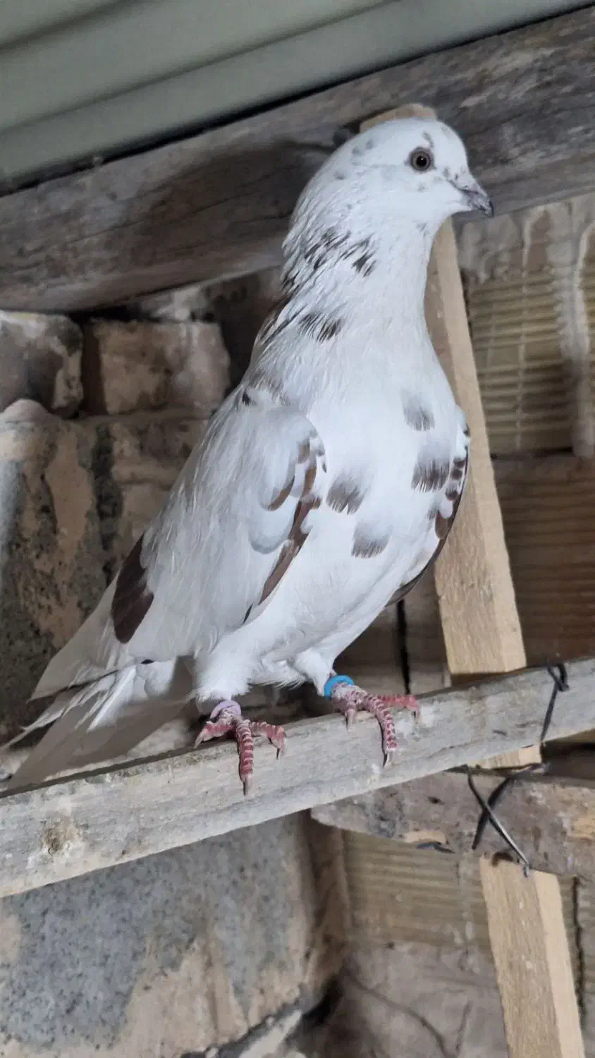 تعد ۷ عدد کبوتر پرشی|پرنده|فیرورق, |دیوار