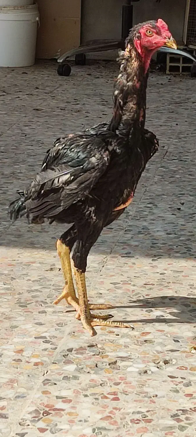 مرغ وخروس اوشامووارداتی وتخم انها|حیوانات مزرعه|آسارا, |دیوار