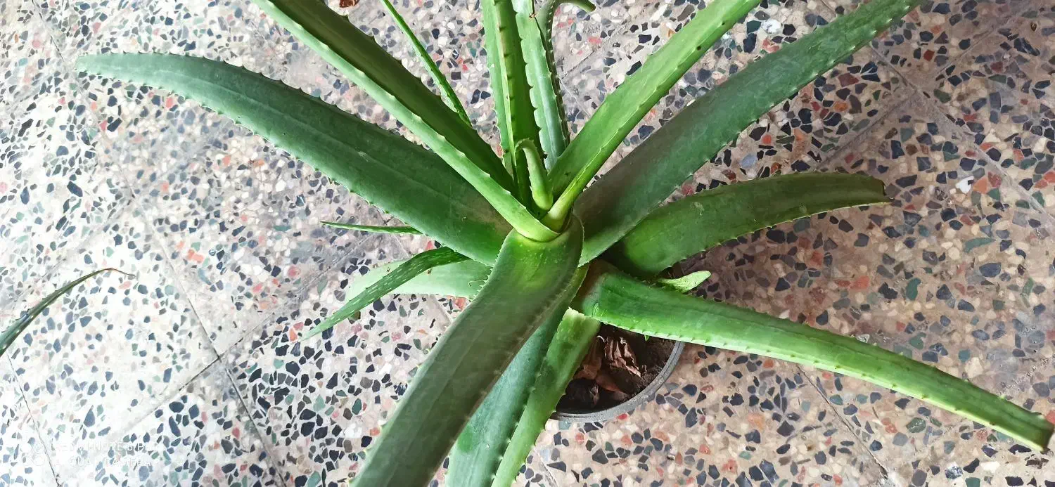 فروش گیاه الورا|گل و گیاه طبیعی|چابهار, |دیوار