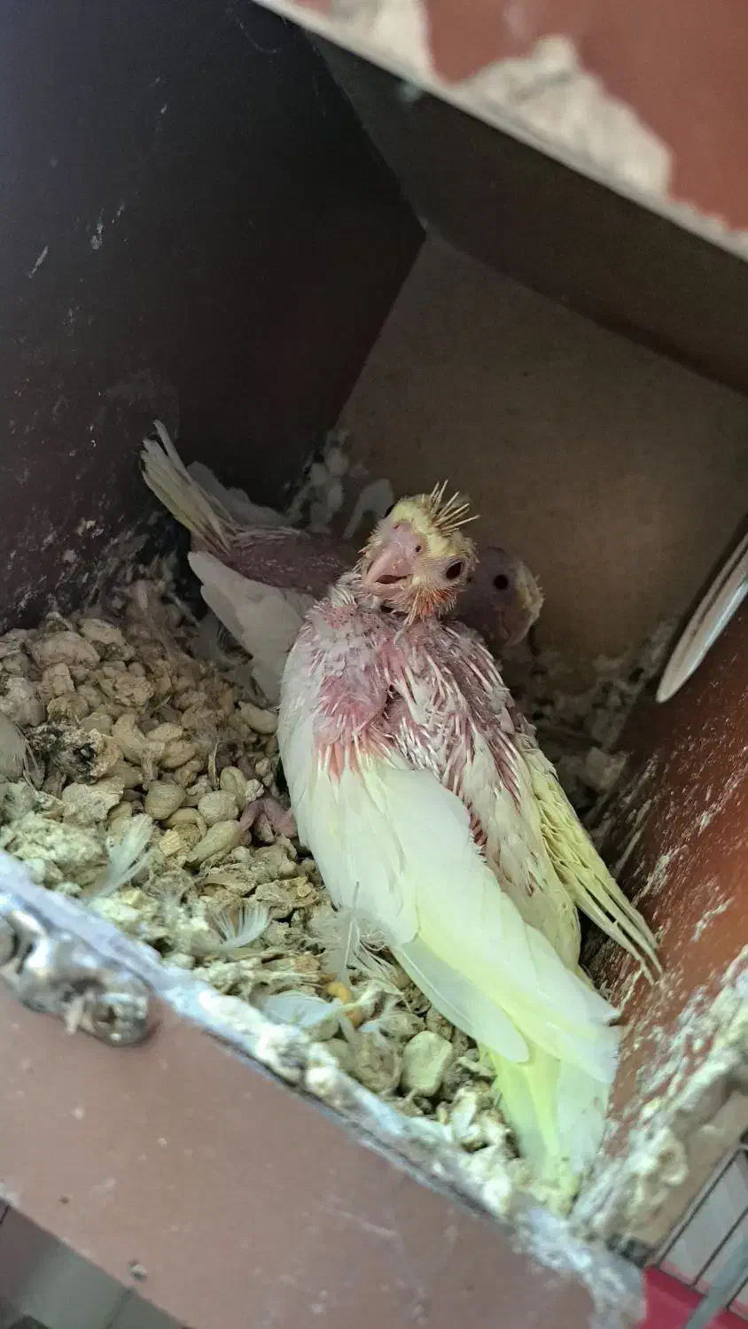 عروس هلندی مولد به شرط|پرنده|رودهن, |دیوار