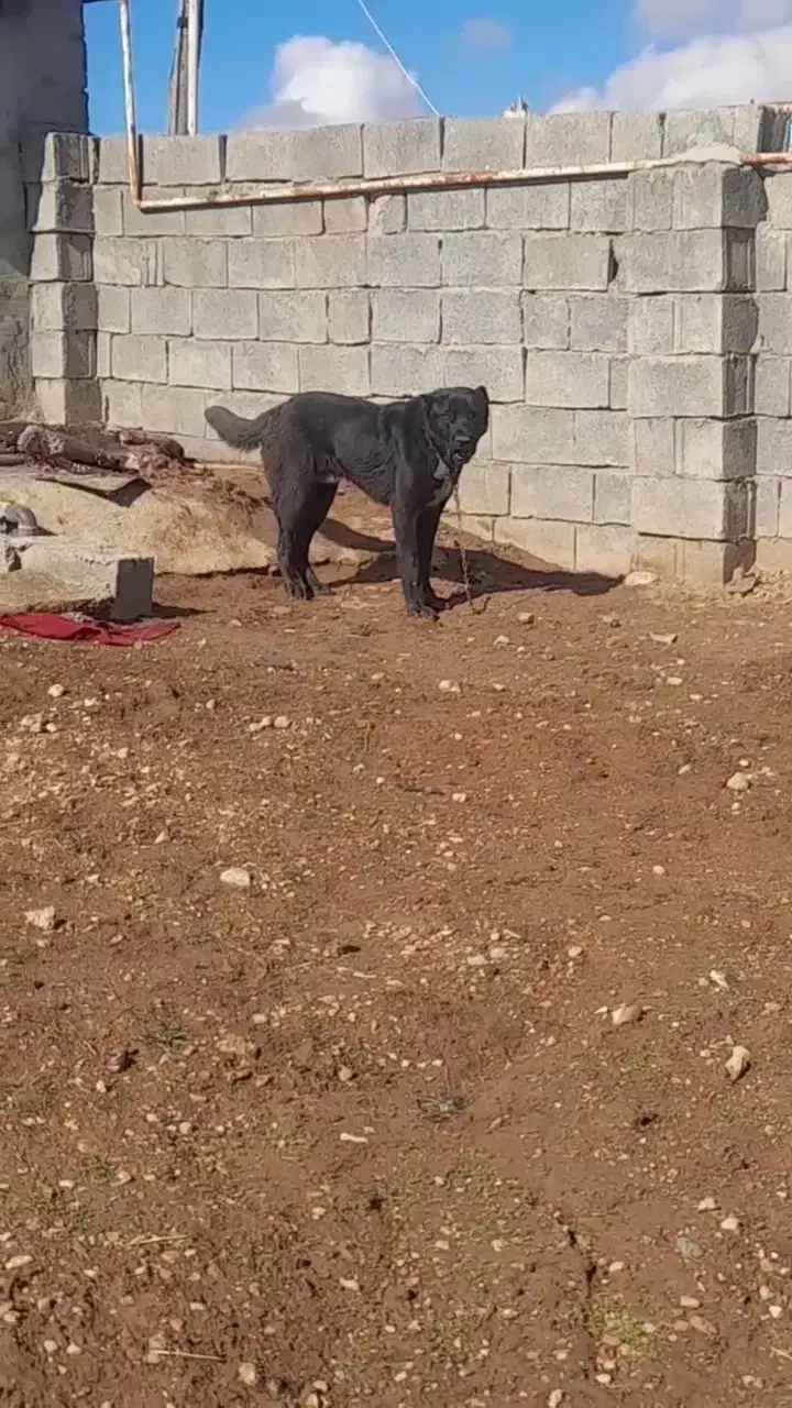 سگ سراب|سگ|کرمانشاه, |دیوار