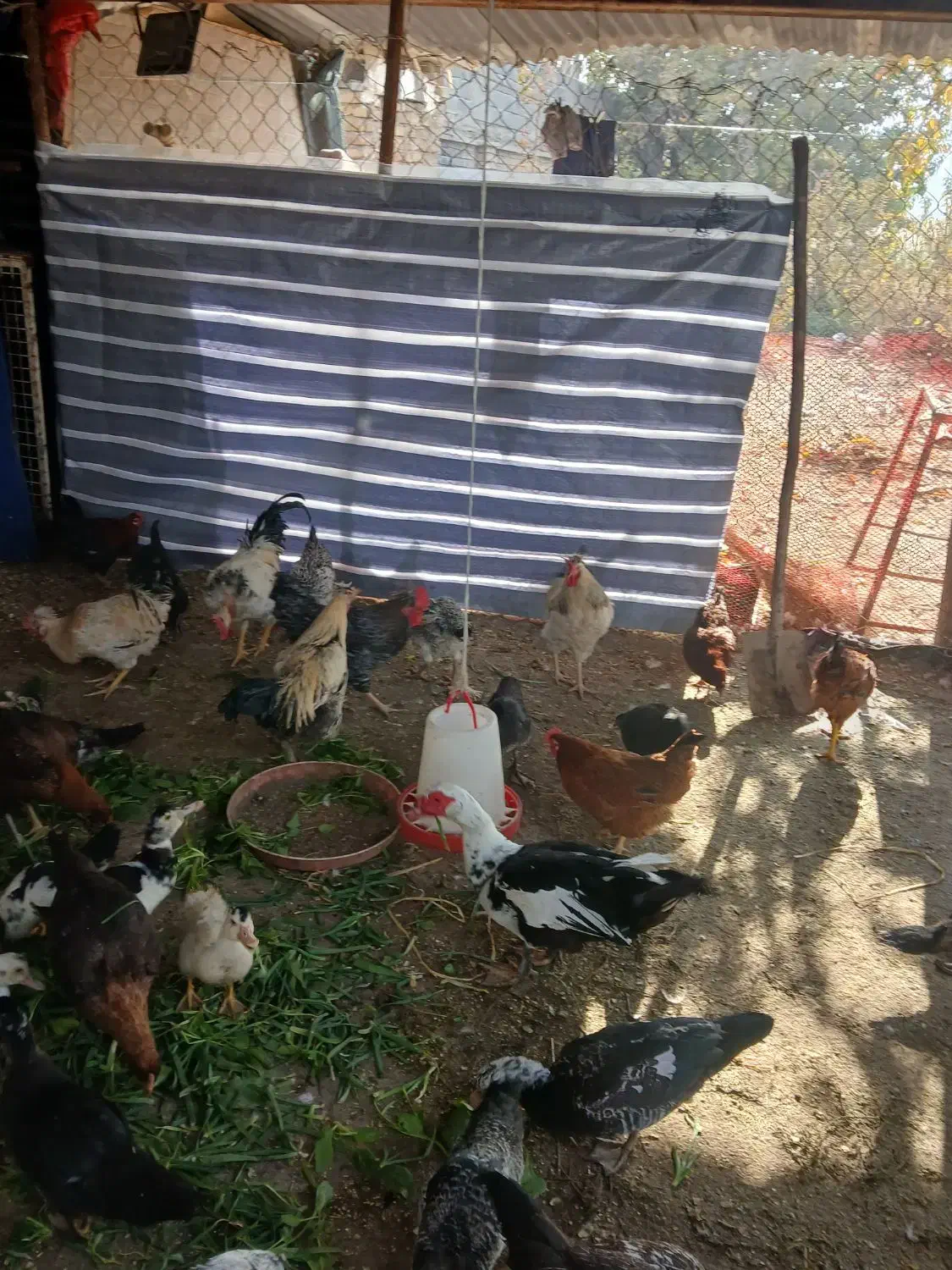 خروس محلی اصیل مرغ لاری نژاد افغان|حیوانات مزرعه|محمدشهر, محمدشهر|دیوار