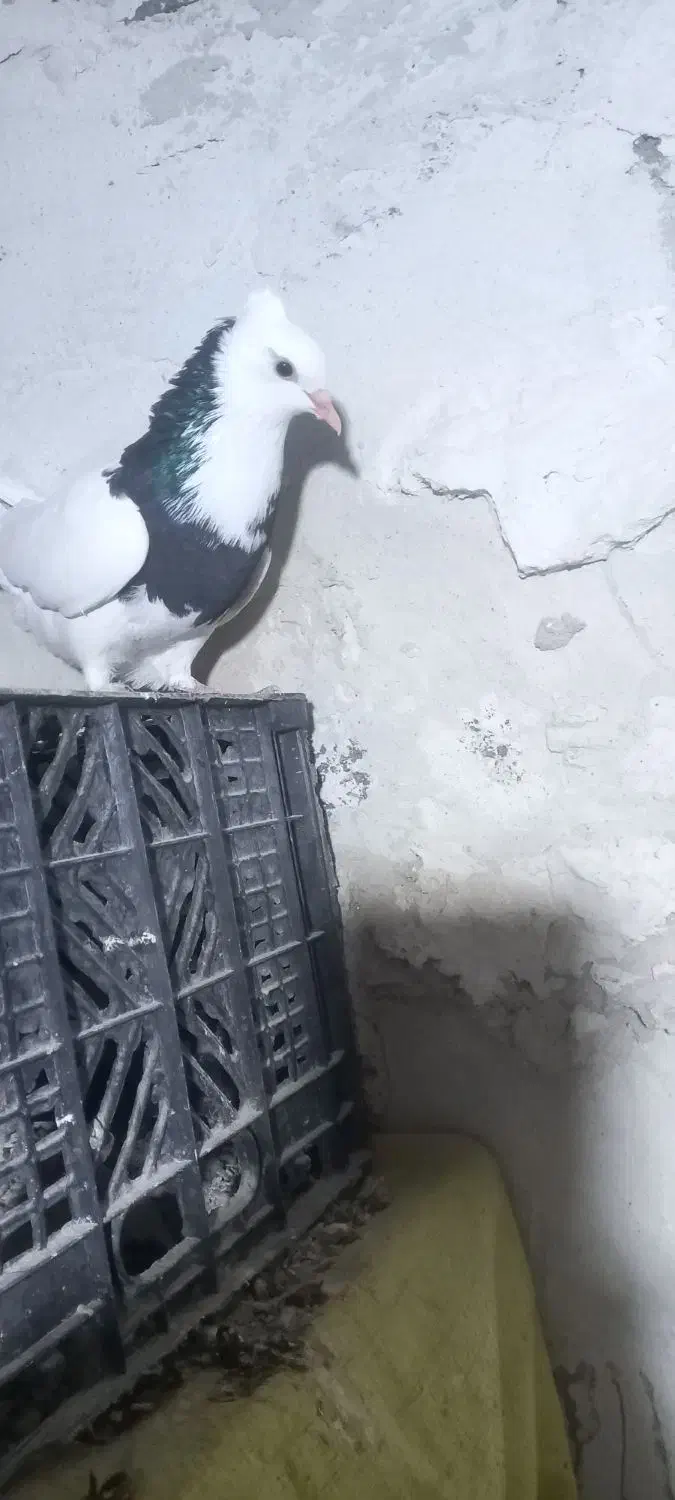 کفتر|پرنده|دهدشت, |دیوار