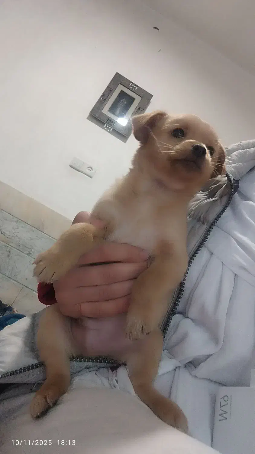 دو عدد توله سگ نر و ماده 2ماهه|سگ|ورامین, ورامین|دیوار