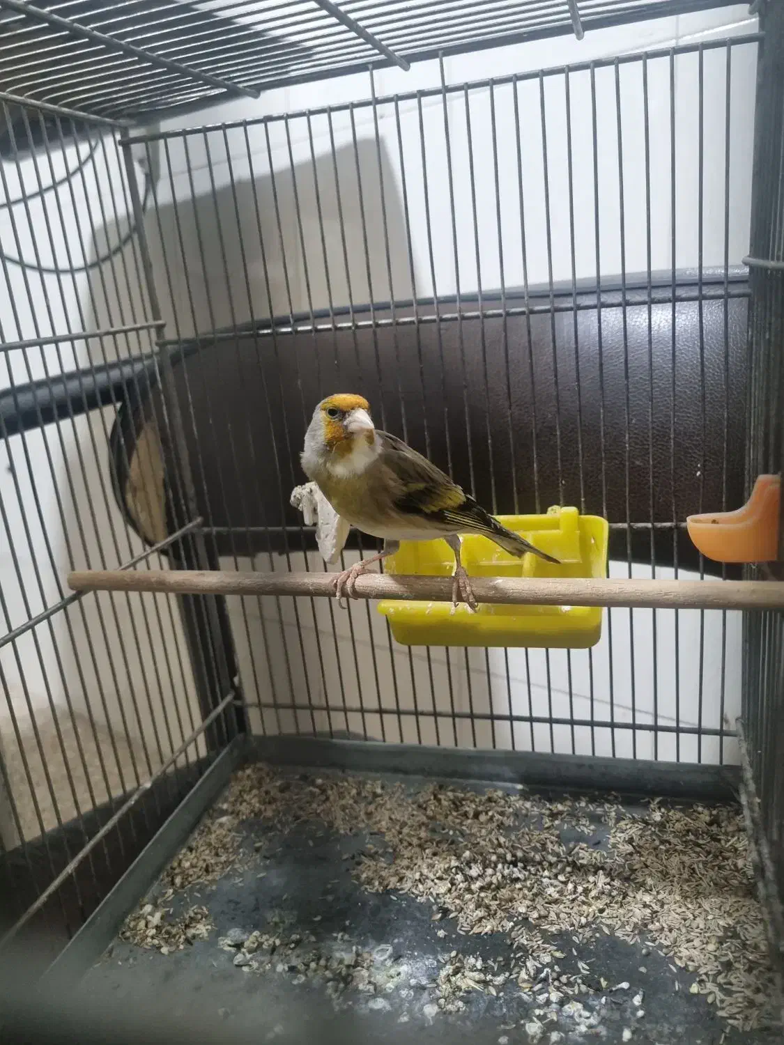 سهره قناری|پرنده|همدان, |دیوار