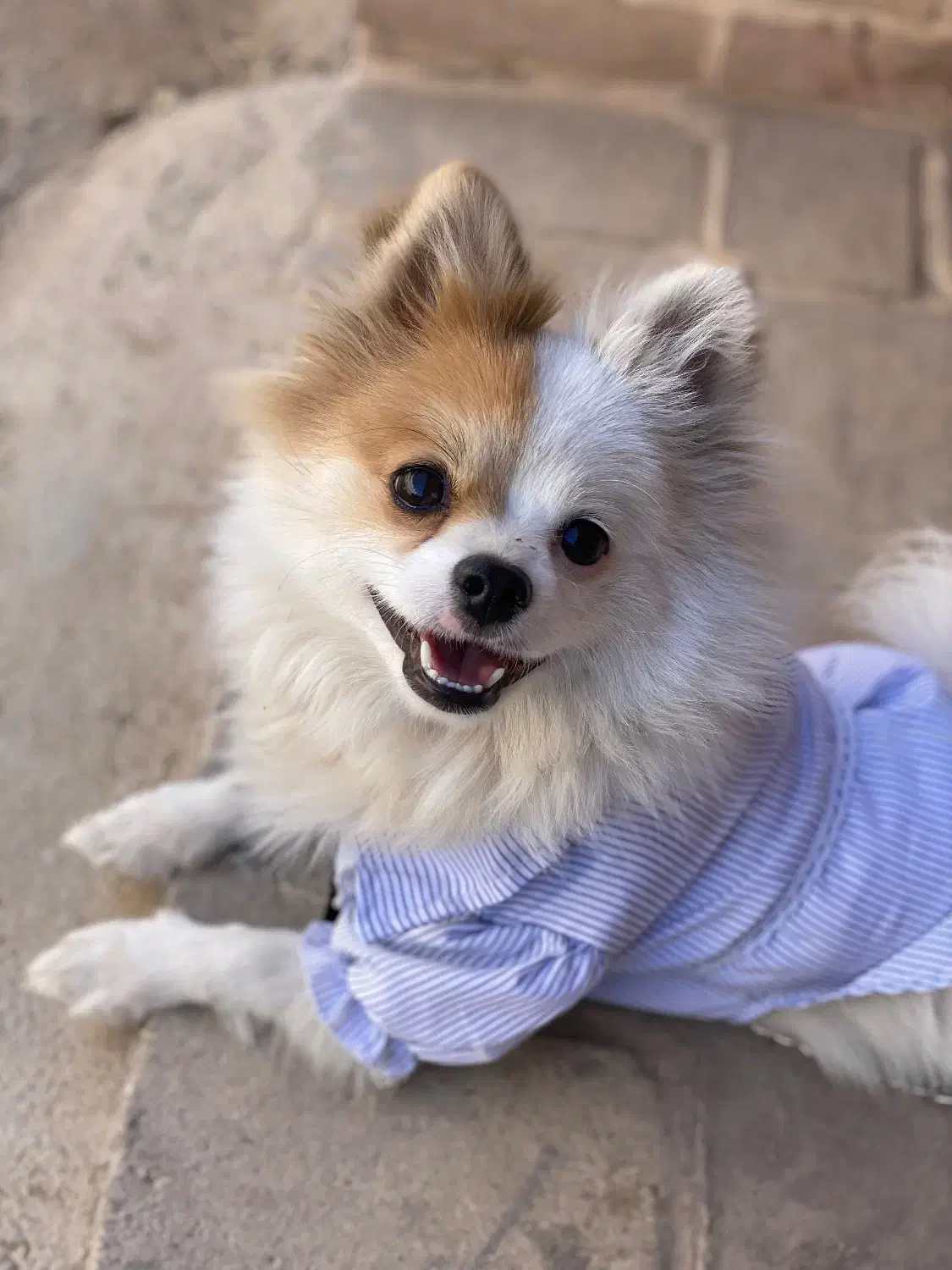 واگذاری پامر اشپیتز|سگ|اردکان, |دیوار