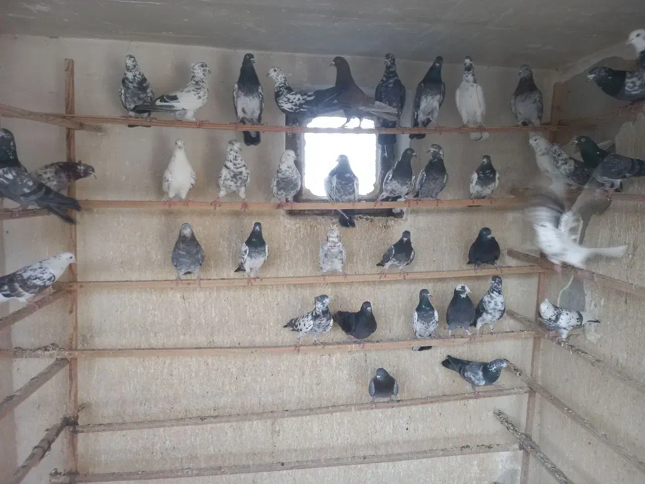 کفتر پرشی|پرنده|شهر ری, جوانمرد قصاب|دیوار