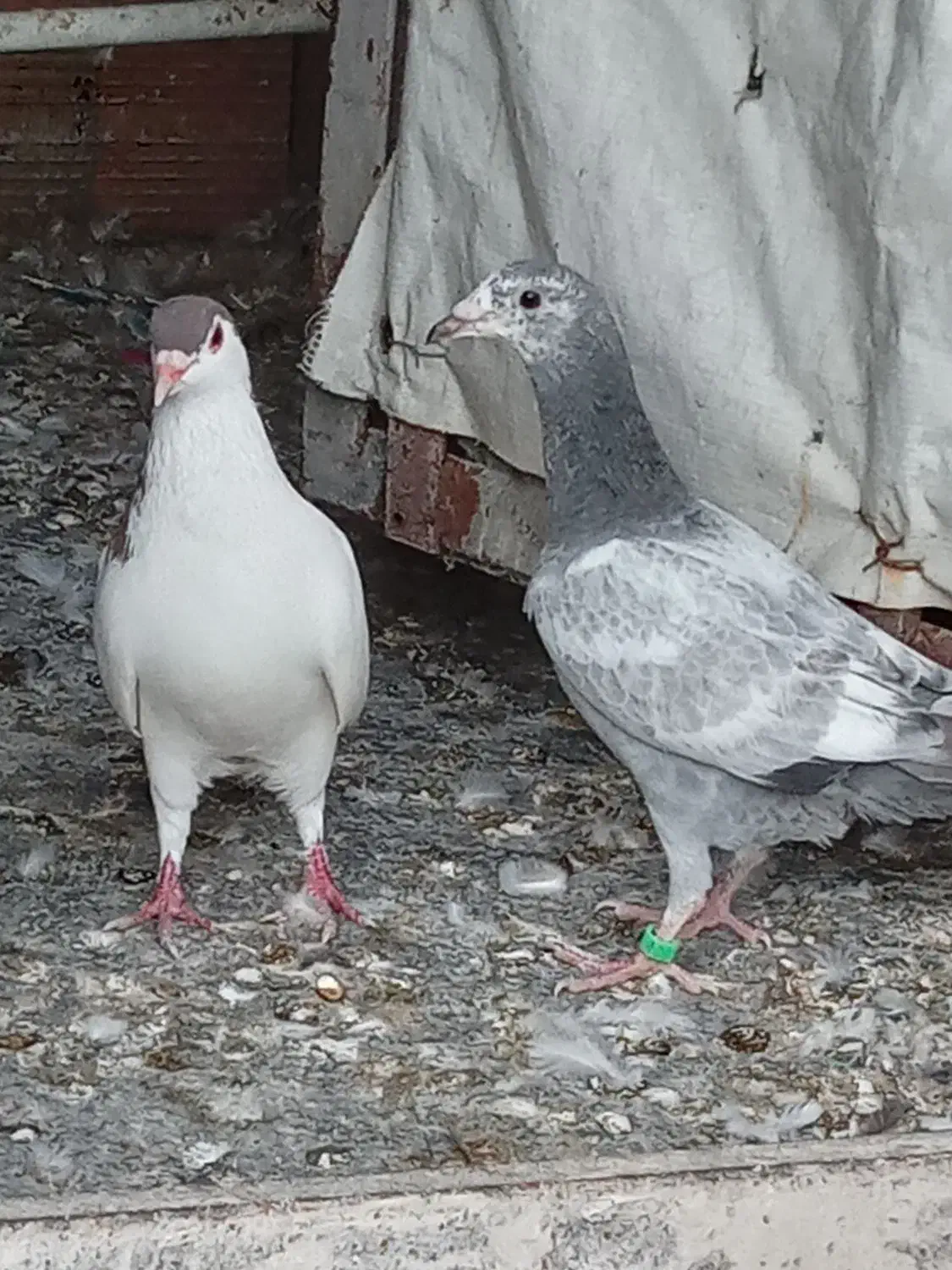 یک جفت کبوتر|پرنده|گرگان, |دیوار