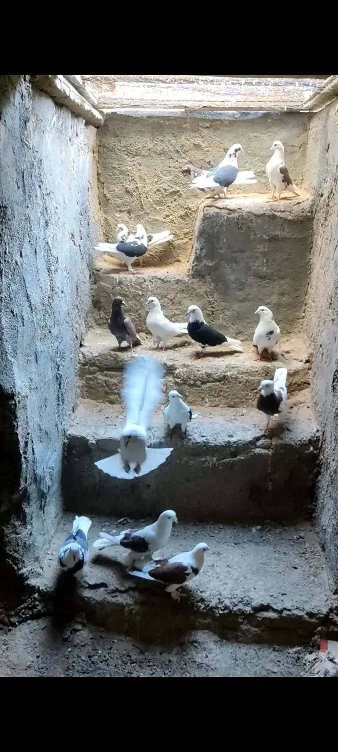 کفتر|پرنده|آران و بیدگل, |دیوار