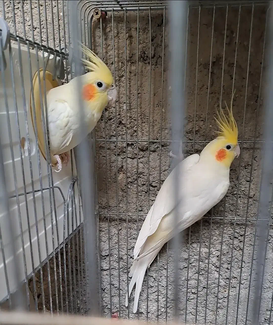 جفت عروس|پرنده|بندرعباس, |دیوار