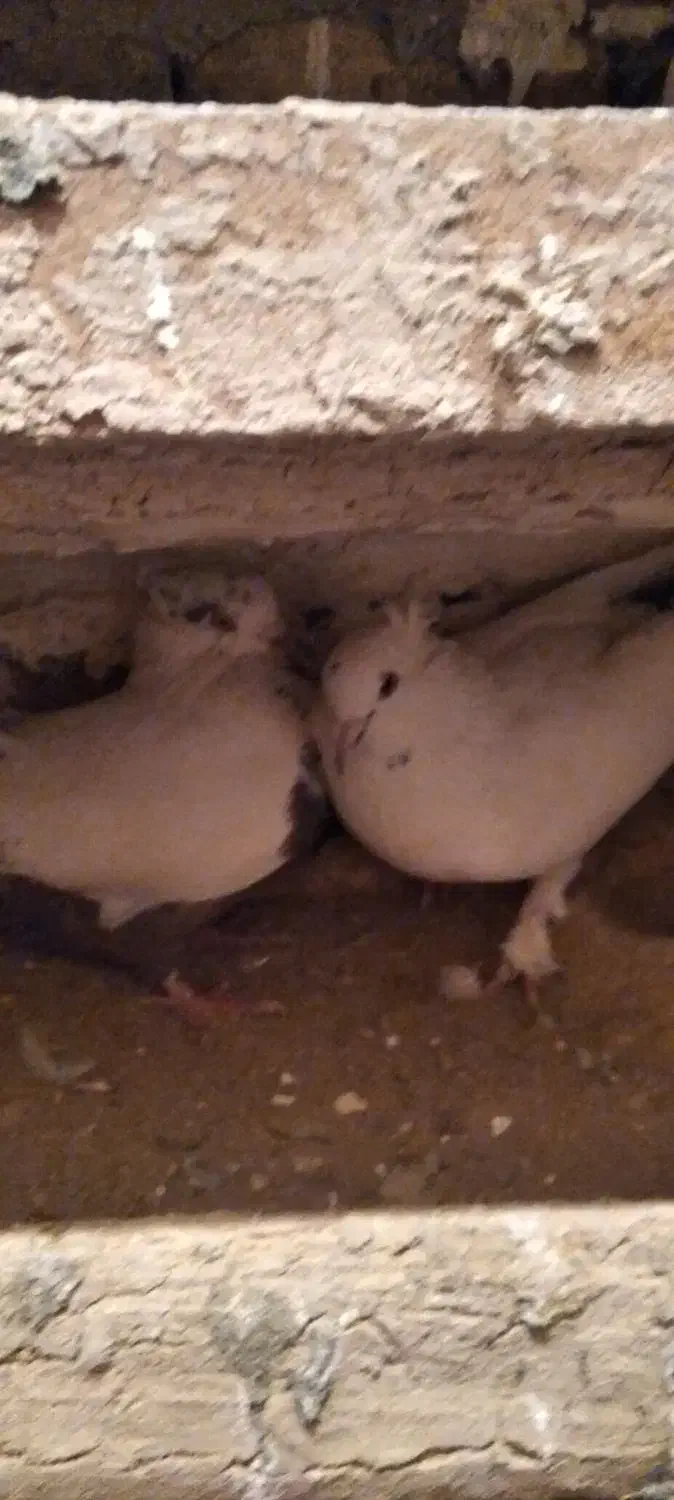 دمی ماده . دم قهوه ای|پرنده|زاغه, |دیوار