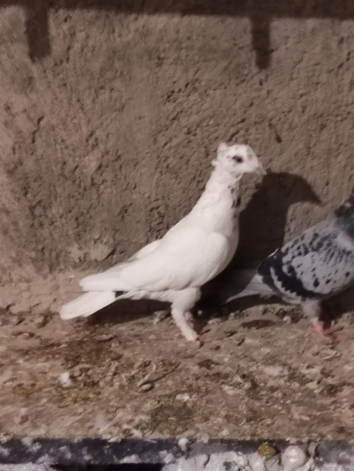 3 عدد کفتر|پرنده|چناران, |دیوار