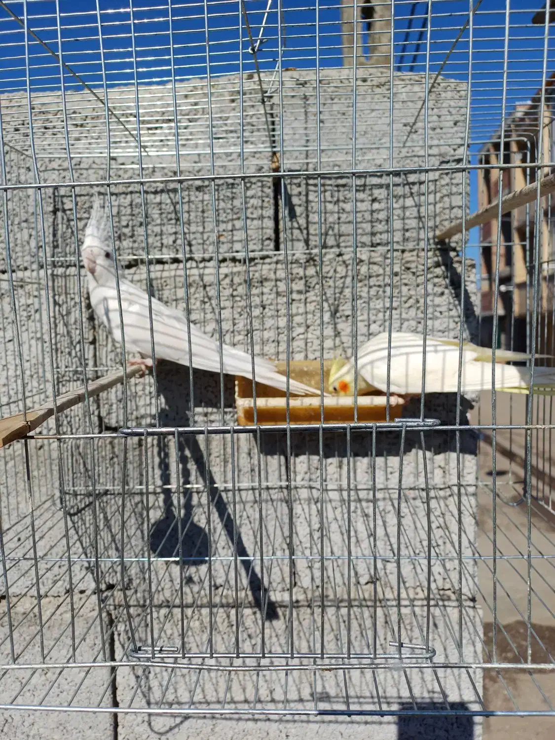 دو جفت عروس هلندی|پرنده|پارس‌آباد, |دیوار